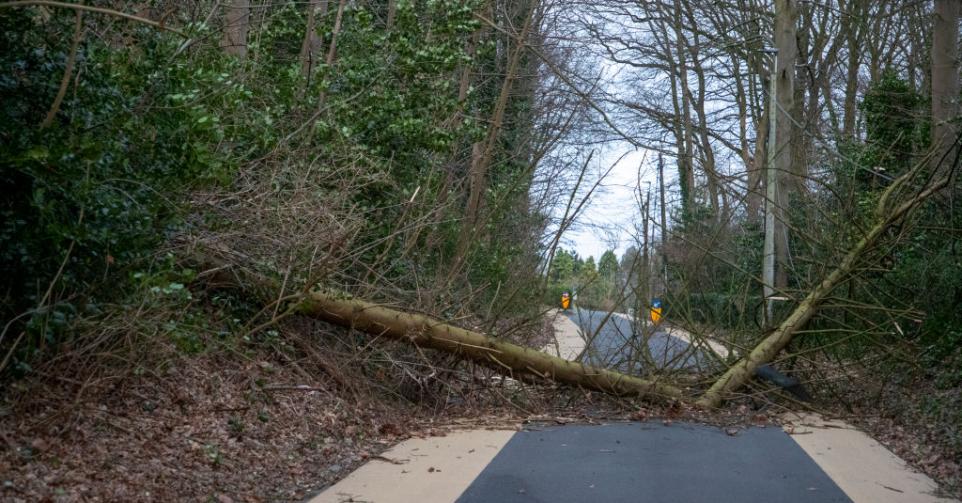 un arbre tombé sur la route