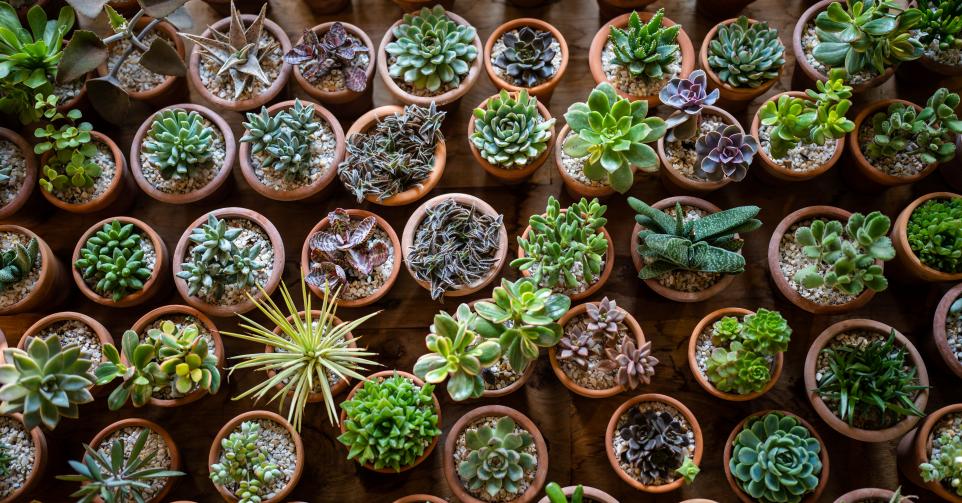 Bourses aux plantes Belgique.