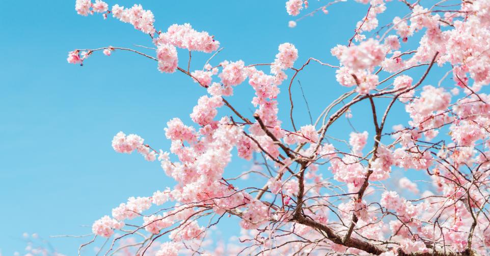 Cerisier japonais.