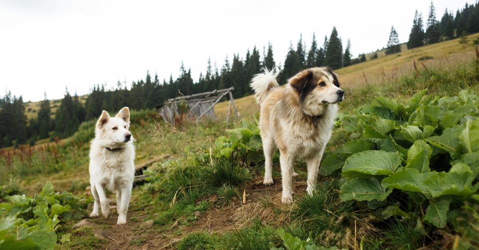 Abattage chiens errants France.