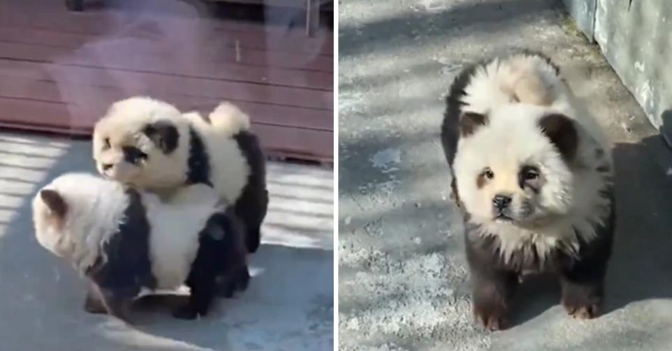 Des chiens déguisés en pandas dans un zoo chinois.