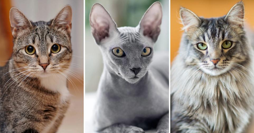 Quelles races de chats vivent les plus longtemps?