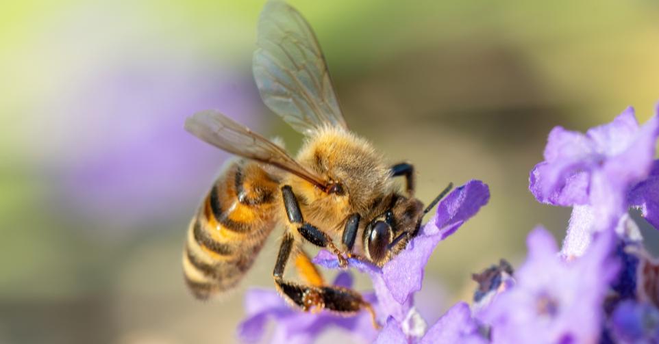 Comment protéger les abeilles