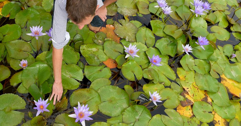 Les jardins de nénuphars qui ont inspiré Monet