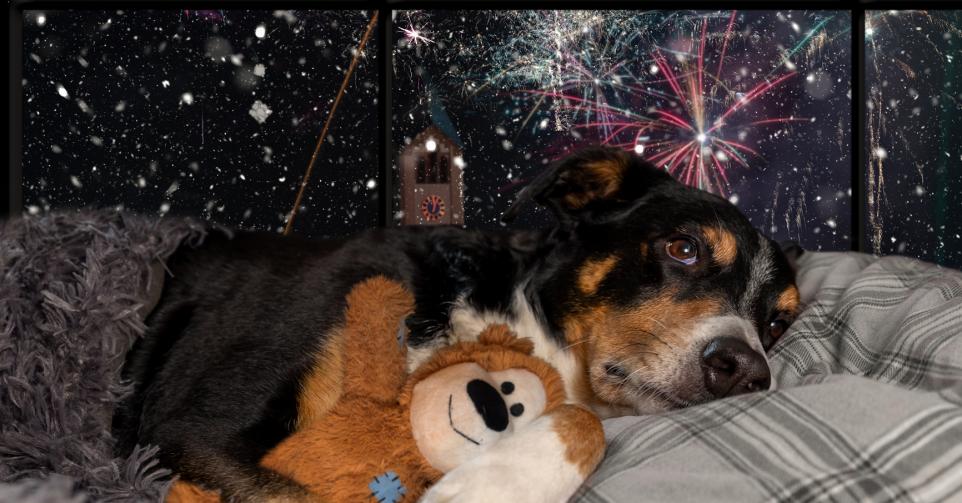 Animaux feux d'artifice - Getty