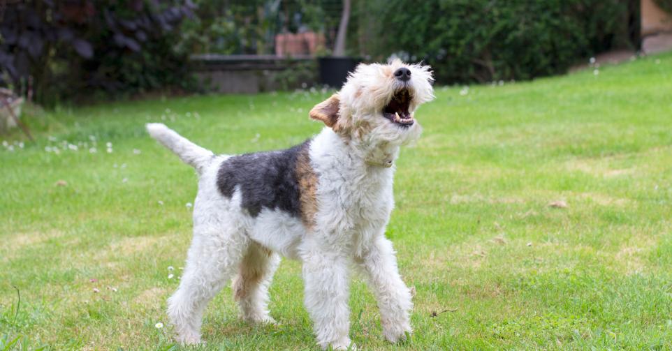 IA décoder aboiements chiens.