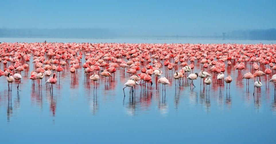 Lake Nakuru National park