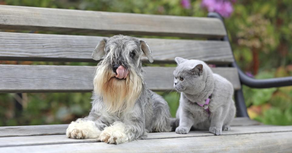 Chat et chien