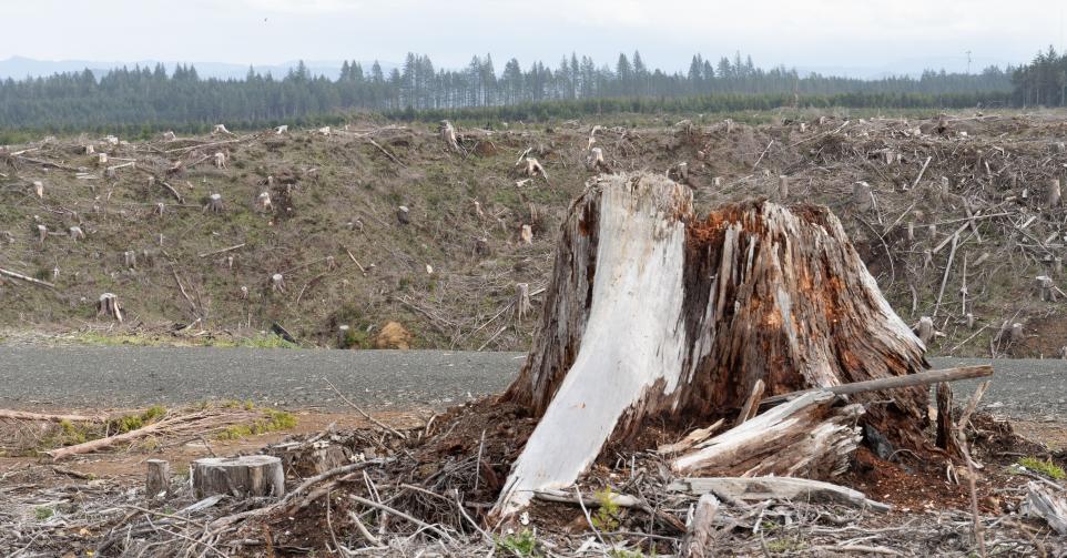 Coupe rase dans l'Oregon