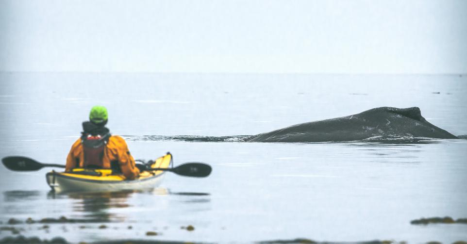 kayak baleine