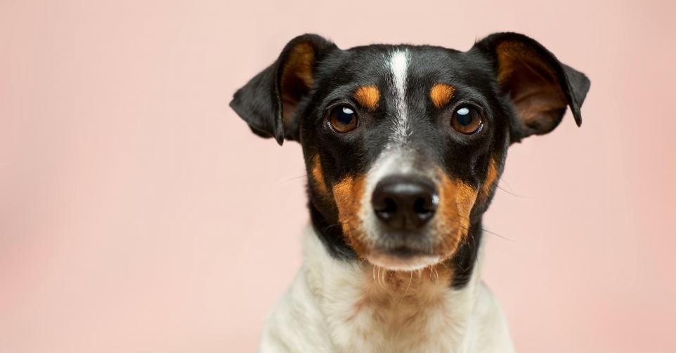 chien âge