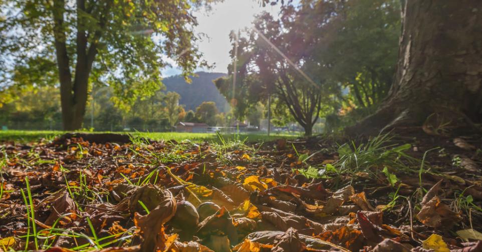 Feuilles mortes été