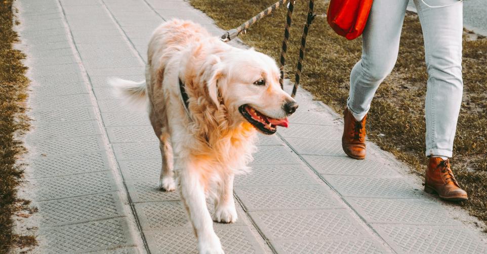 Les propriétaires qui font appel à des promeneurs de chiens habitent essentiellement en ville.