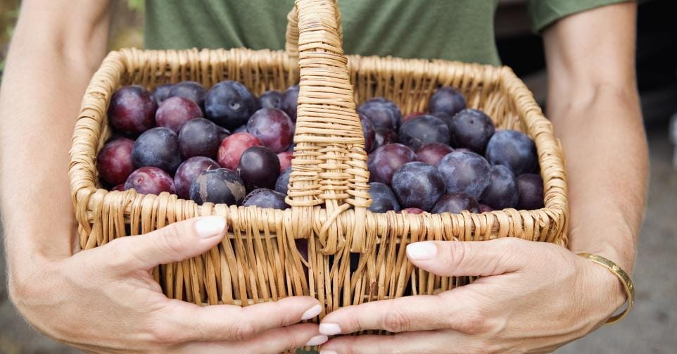 Wicker Basket of Plums