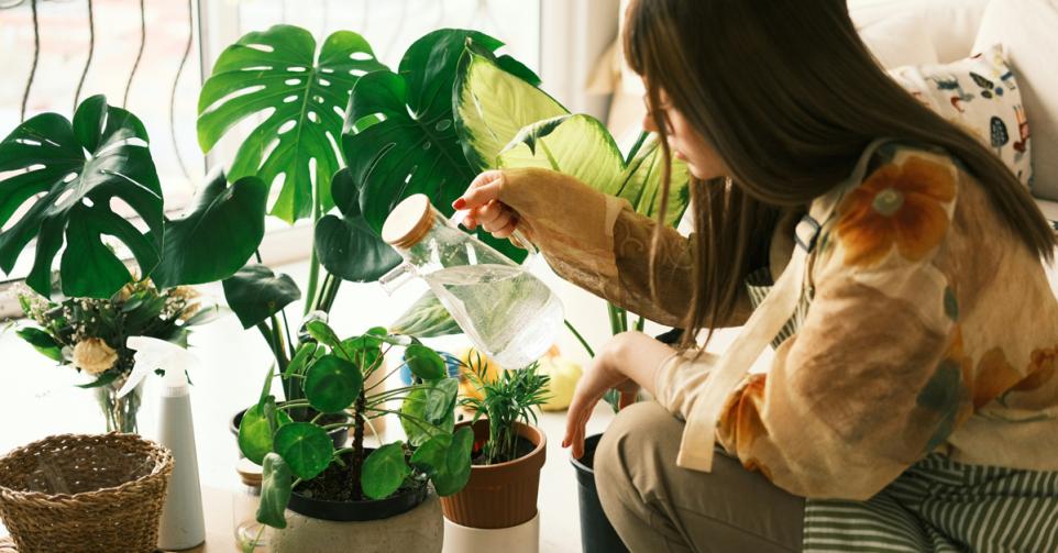 makkelijke planten