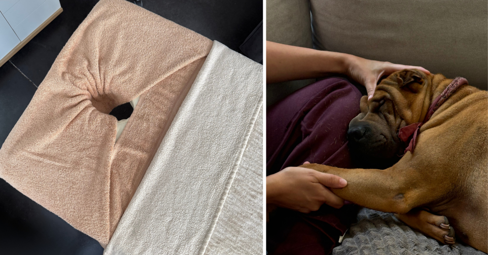 massage chien