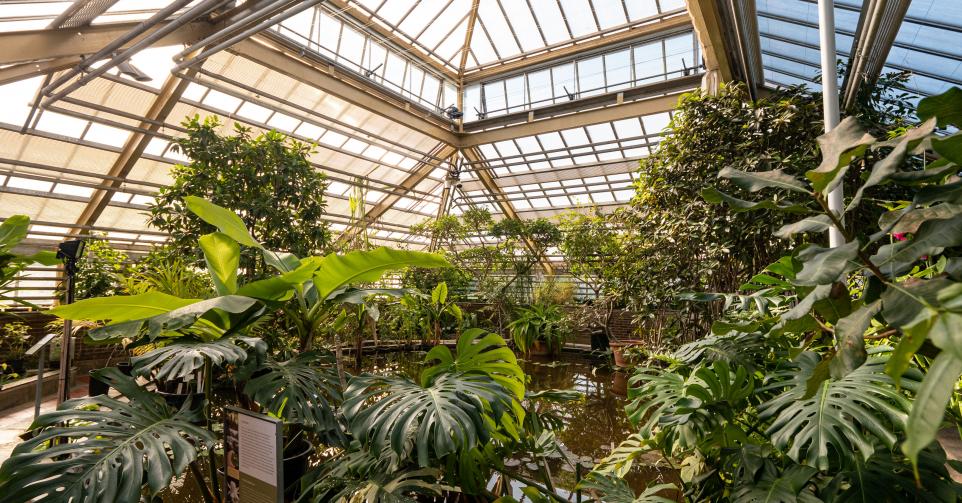 De Hortus Botanicus in Leiden