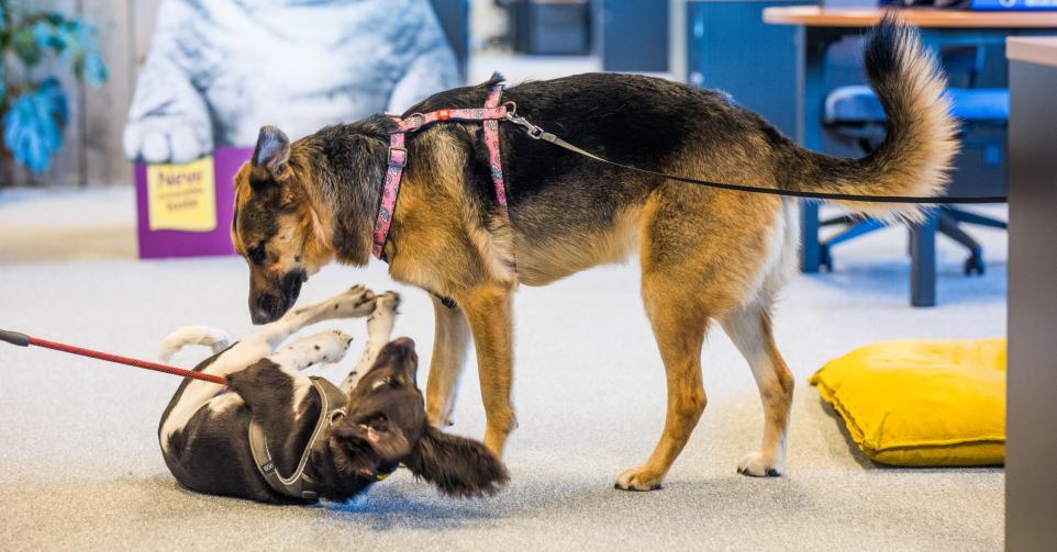 minder stress met hond op kantoor
