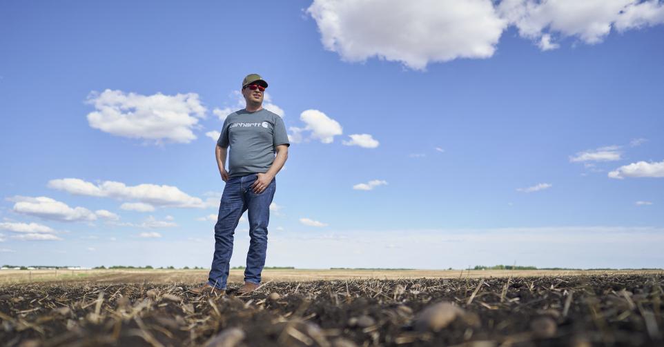 Ian Chitwood observe les petites pousses de canola (colza OGM canadien).