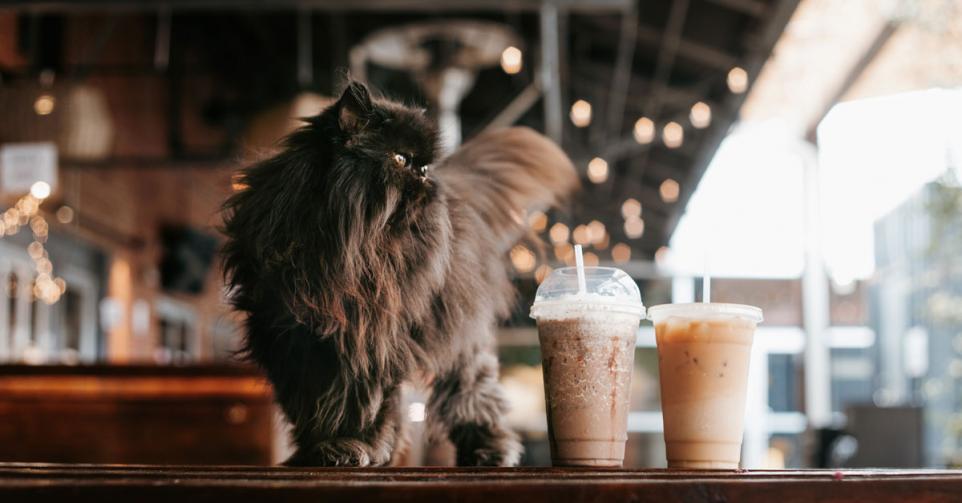 kattencafés België