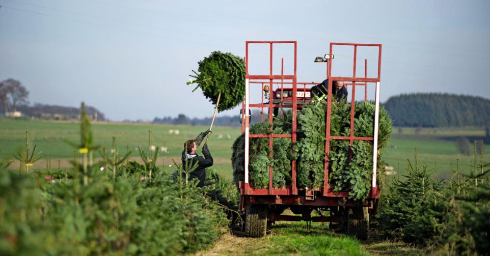 En Wallonie, le sapin occupe 3.100 hectares, pour près de 2 millions d’arbres, et représente un chiffre d’affaires de près de 35 millions d’euros et environ 1.000 ETP.