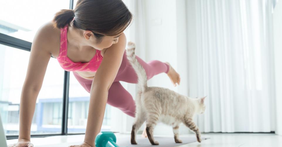 kitten yoga