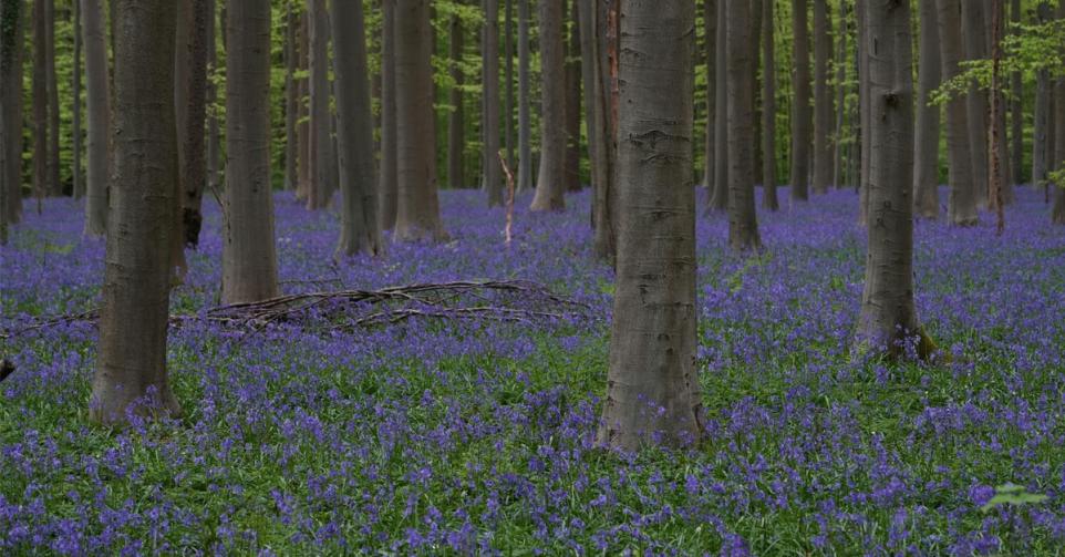 hallerbos alternatieven