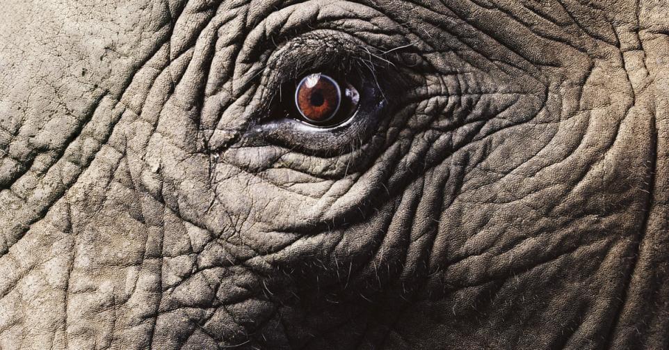 oog olifant