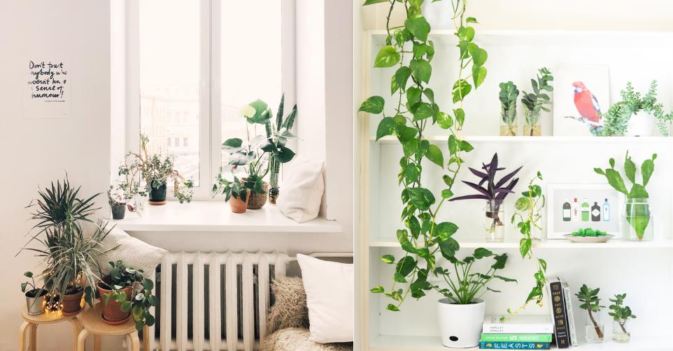 planten op reis