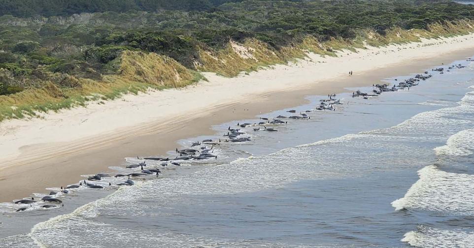 cetaces tasmanie plage echouage