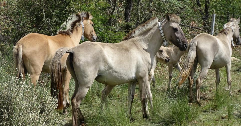 Rewilding Portugal