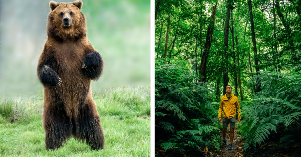 Bear or Man Ours ou Homme Tiktok