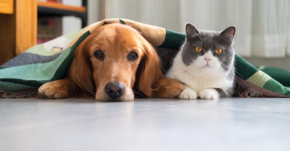 chat chien assurance animaux compagnie