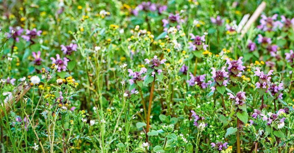 jardin en fleur