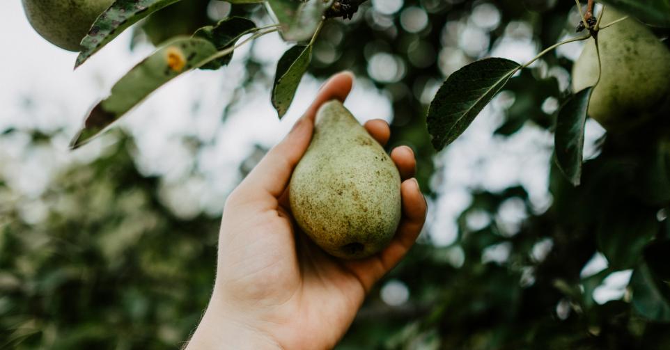 peren  voor perencider