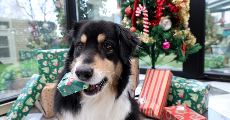 Abandons animaux cadeaux