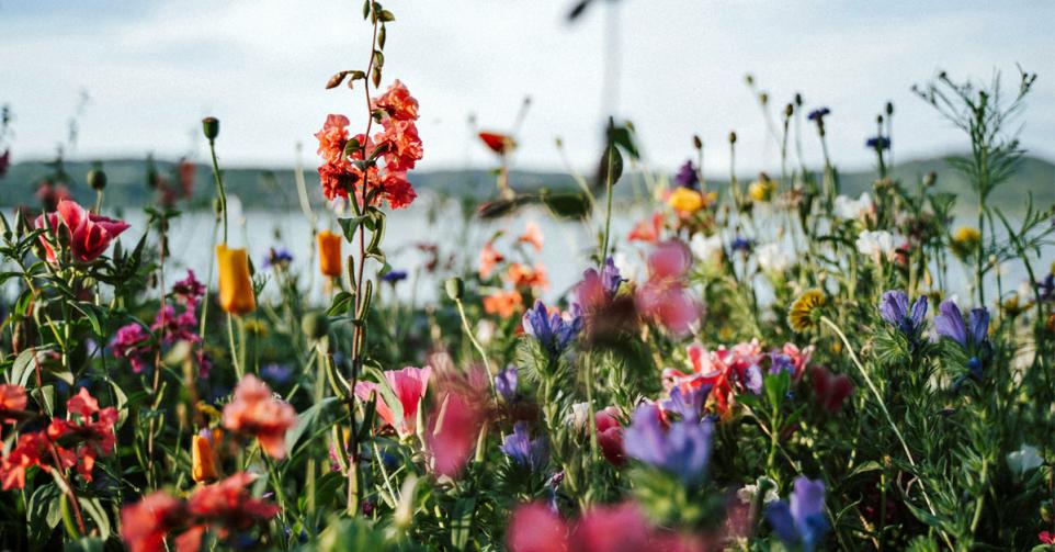 bloemen sterrenbeeld