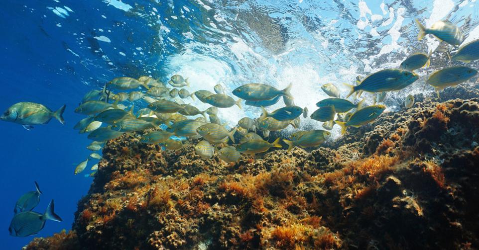 poissons océans