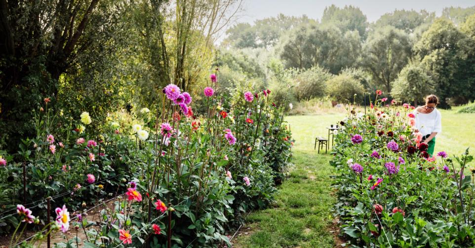 Momenteel telt Riet ongeveer 240 dahliavariëteiten in haar tuin. Elk jaar komen er nieuwe bij, zowel bijzondere soorten als eigen zaailingen.