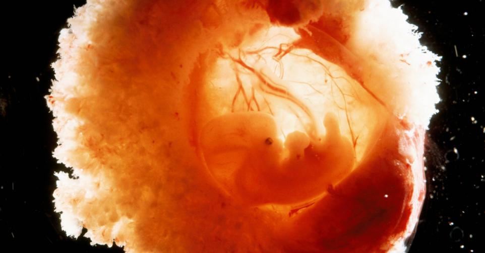 embryo's