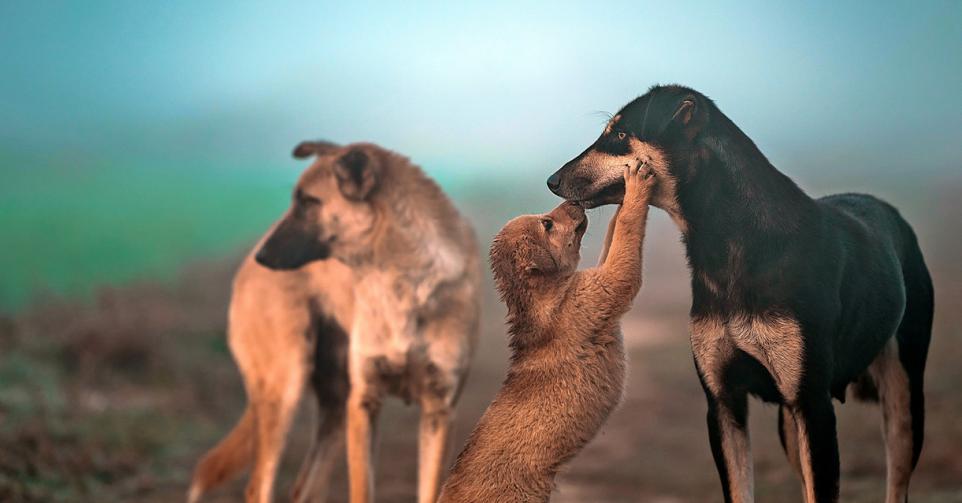 animaux