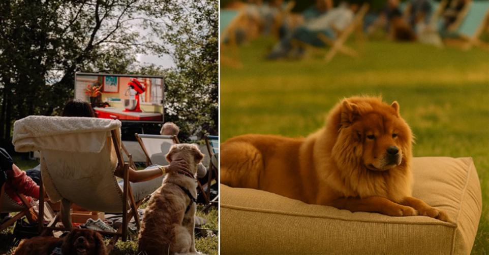 openluchtcinema honden