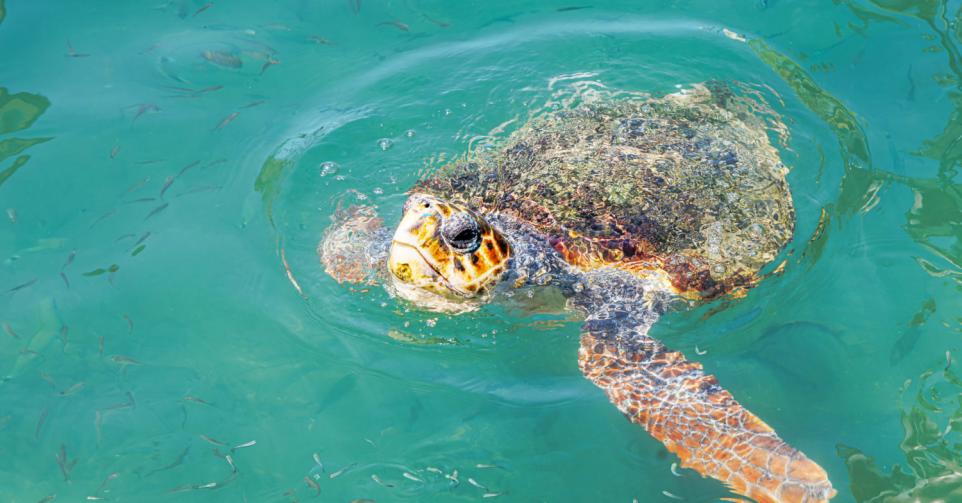 tortues marines