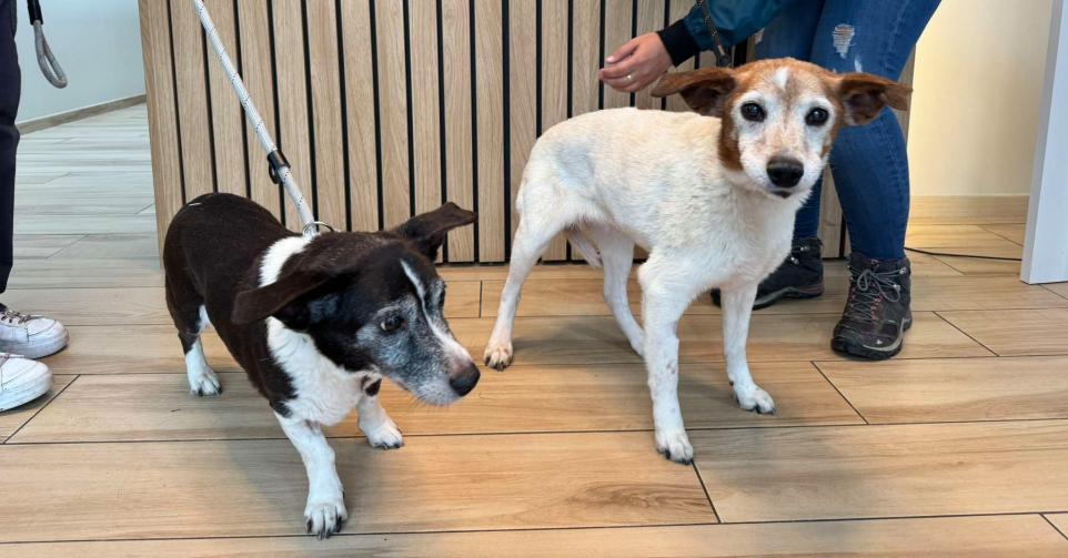 Shanelle et Tania à l'adoption à Liège