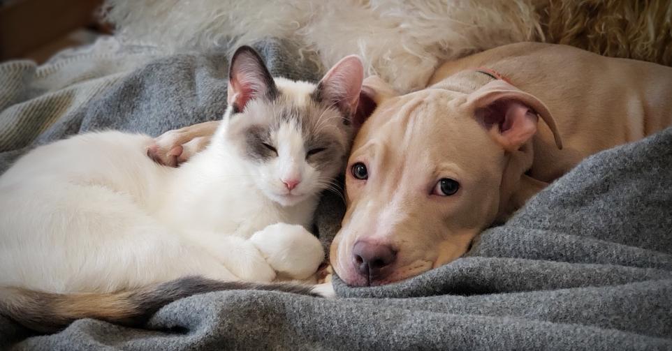 Un chat et chien tout mignons sur une couverture