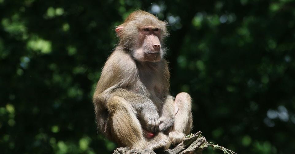surplusdieren