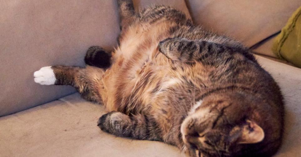 Ozempic chat traitement obésité