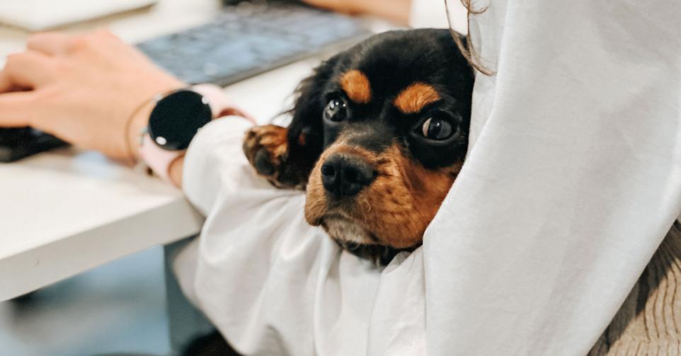 hond op het werk