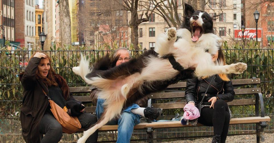Comedy Pet Photo Awards 