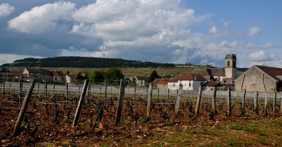 Vignobles de beaune.